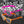 Laden Sie das Bild in den Galerie-Viewer, Es eskaliert eh! | Sonnenbrille orange oder pink